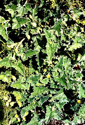 squirting cucumber plant